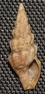 <i>Austrodrillia angasi</i> species of mollusc