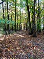 Autumn forest - Flickr - Stiller Beobachter (2).jpg