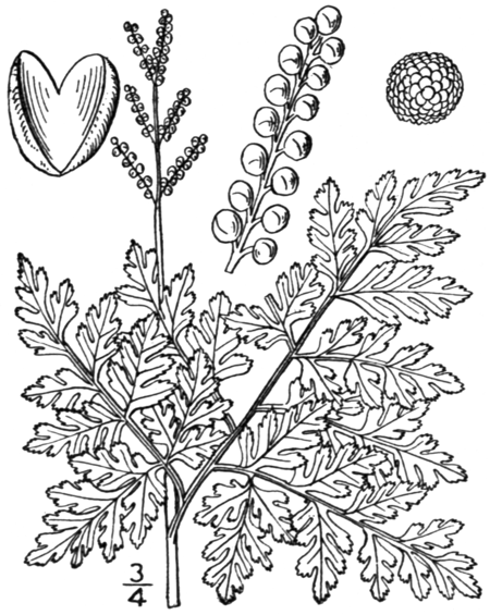 Botrychium_virginianum