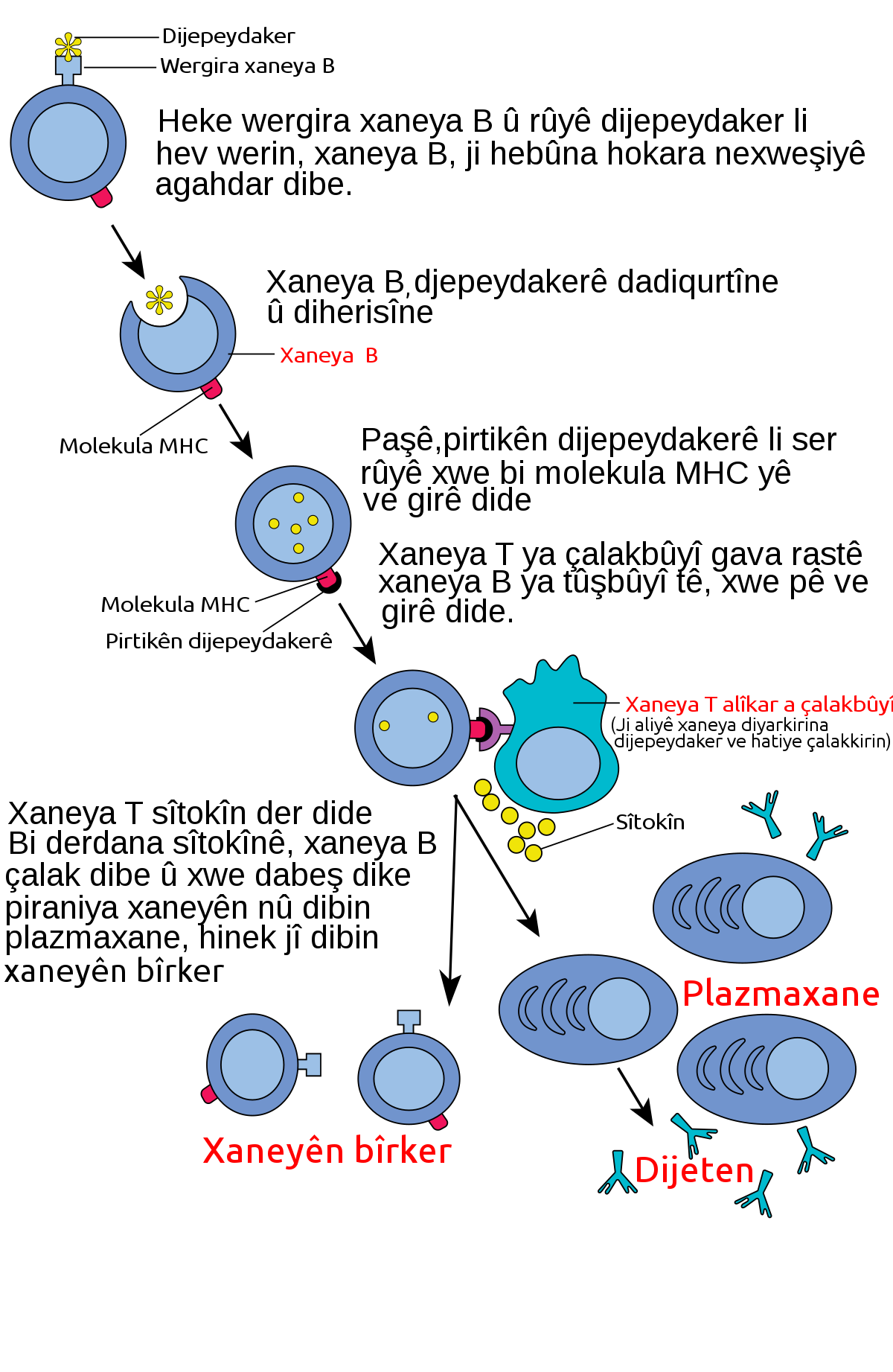 File B Cell Activation Ku Svg Wikimedia Commons