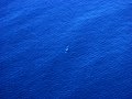Aerial view of Pacific Ocean, whales in center. Photo taken in Ensenada, Baja California. Foto aerea del Oceano Pacífico y ballenas al centro. Foto tomada en Ensenada, Baja California, Mexico.