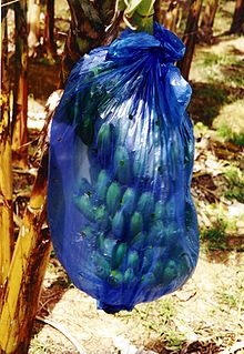 A banana bunch is covered by a polythene bag to prevent disease BananasBlueBagStLucia.jpg