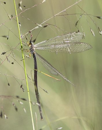 Category:Banyutus pulverulentus