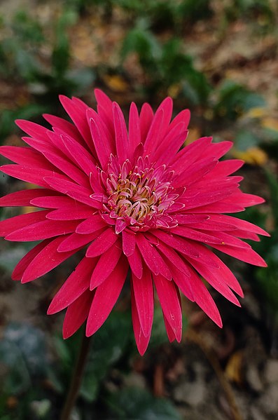 File:Barberton daisy (reddish pink).jpg