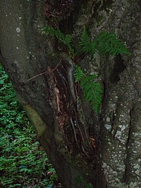 European beech with aerial roots in a wet Scottish Glen. Beech Aerial Roots.JPG