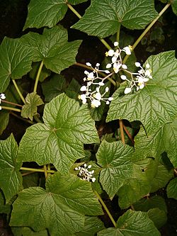 Begonia reniformis BotGardBln27120C.jpg