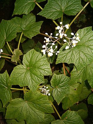 <i>Begonia reniformis</i> Species of plant