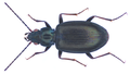 Bembidion geniculatum