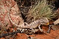 Western Bearded Dragon