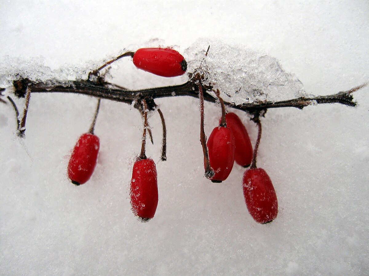 Types of Red Berries  Berries, Red berries, Growing fruit