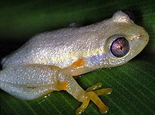 Grenouille roseau Betsileo (Heterixalus betsileo) (7621362482) .jpg