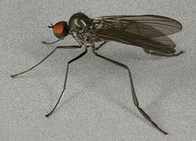 Bicellaria nigra, High Force, Teesdale, iyun, 2013 (17084852086) .jpg