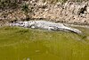 Cá sấu lớn tại vườn quốc gia
