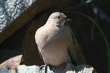Black-winged Ground-dove.jpg