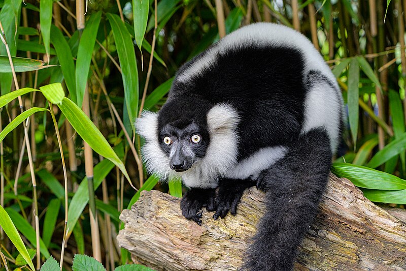 File:Black and white ruffed lemur - 51695853491.jpg