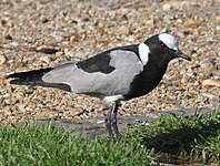 Lapwing, Blacksmith Vanellus armatus