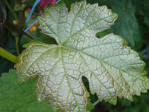 Leaf of grapevine