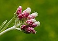 49 Bloem van Rozenkransje (Antennaria dioica). Locatie, Tuinreservaat Jonkervallei 03 uploaded by Famberhorst, nominated by Famberhorst