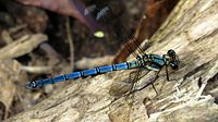 Blue with orange damselfly dorsal (16203476056).jpg