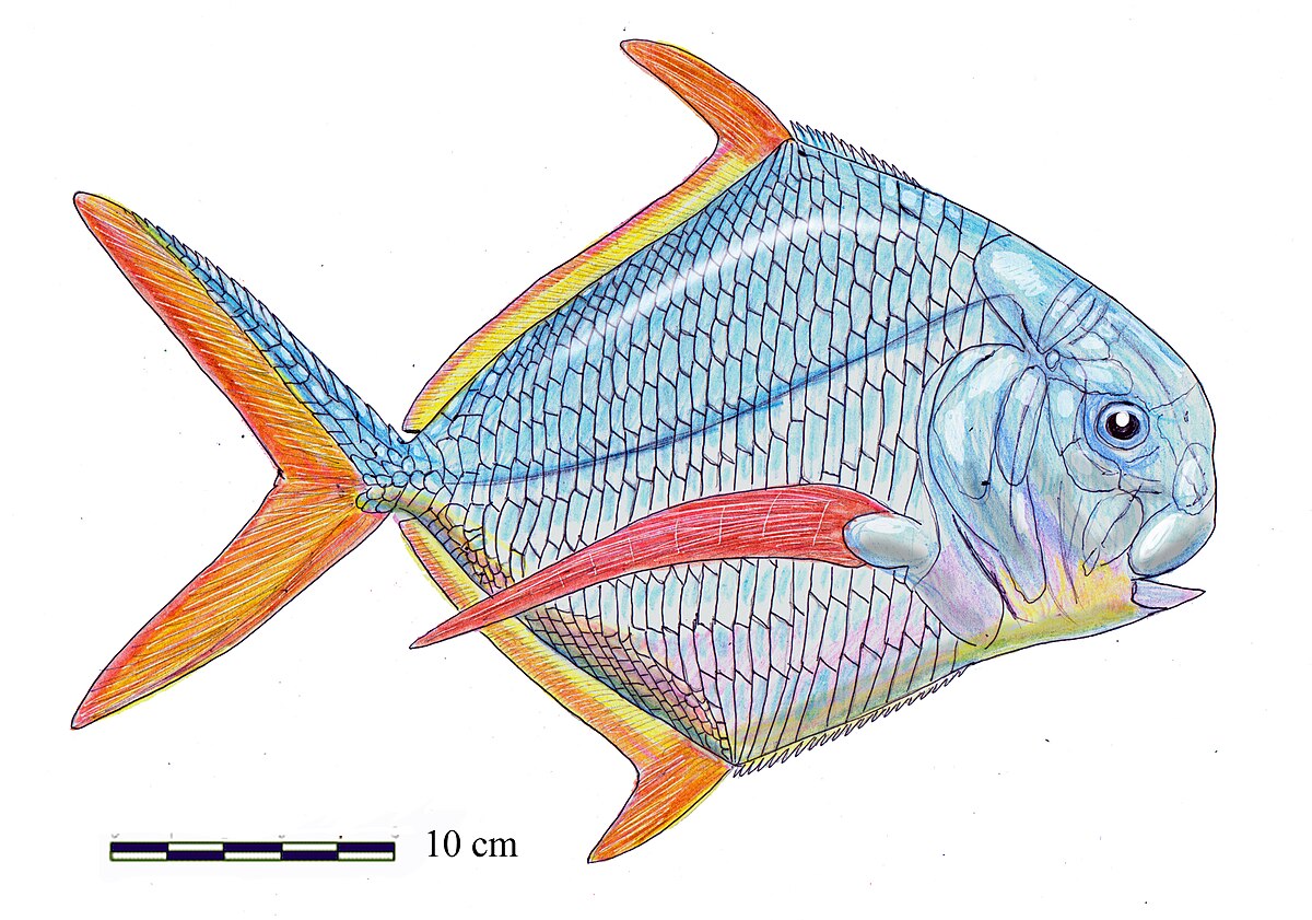 Рисунок костной рыбы