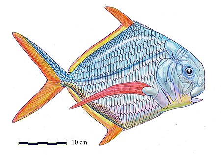 Tập_tin:Bobasatrania_canadensis.jpg