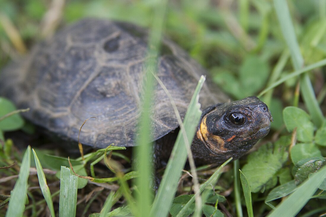 Bog turtle