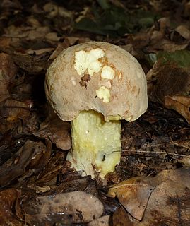 <i>Hemileccinum impolitum</i> Species of fungus