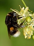 Thumbnail for Bombus terrestris