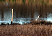 Heron in Booterstown Marsh Booterstown Marsh.jpg