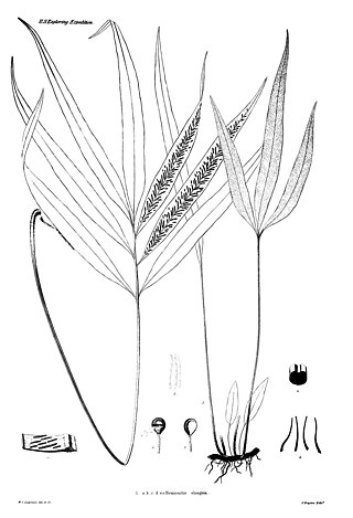 <i>Taenitis</i> Genus of ferns