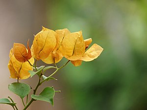 Paper Flower, Lesser bougainvillea (Bougainvillea glabra)