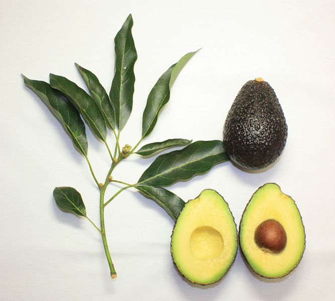 File:Branch and fruit of the Maluma avocado cultivar.jpg
