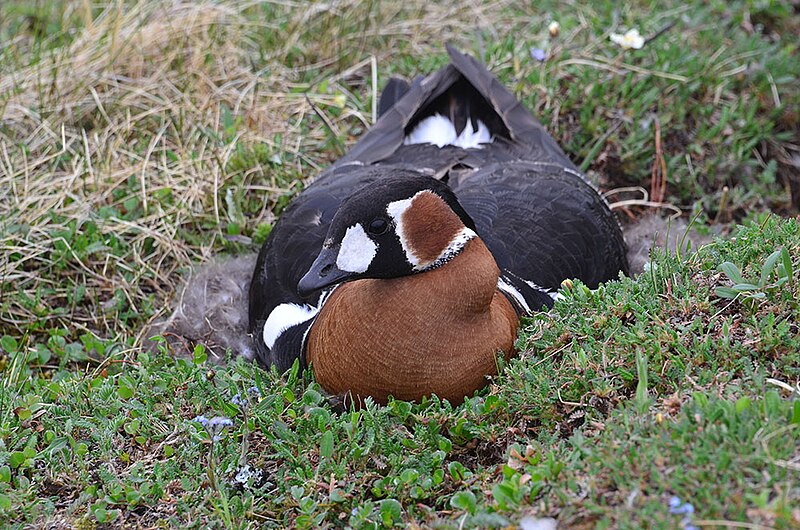 File:Brantha ruficollis In Taimyr Reserve.jpg