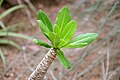 Épiderme portant des pseudo-verticilles de cicatrices foliaires des anciennes feuilles (Palmier de Hawaii)