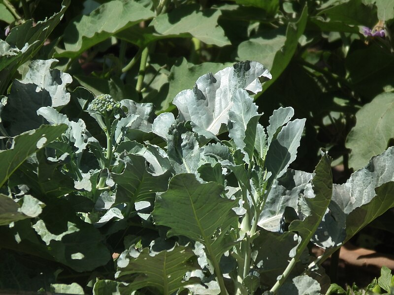 File:Broccoli from lalbagh 2321.JPG