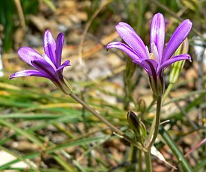 Brodiaea appendiculata