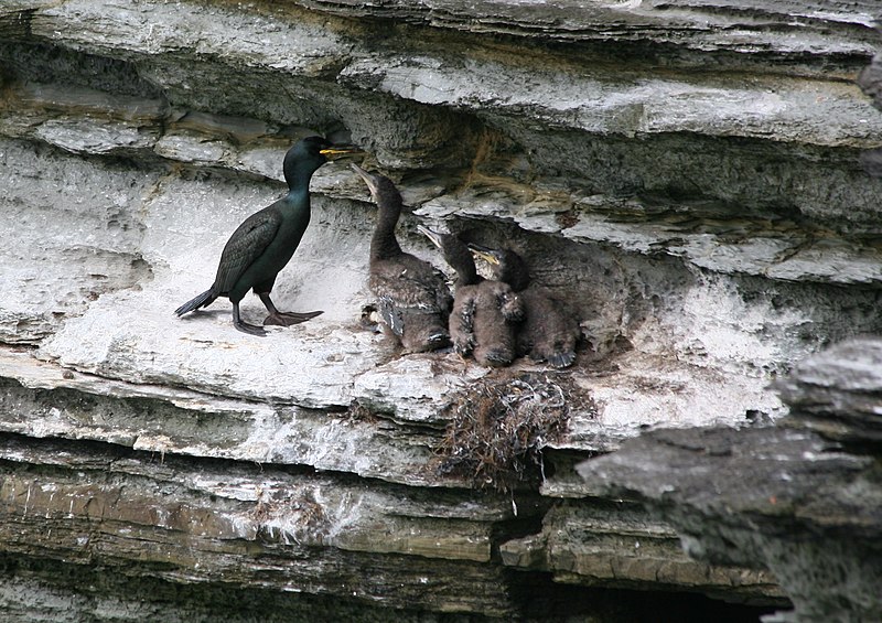 File:Brough of Birsay cormorant nest.jpg