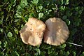 Brown Leafy Mushroom (2).jpg