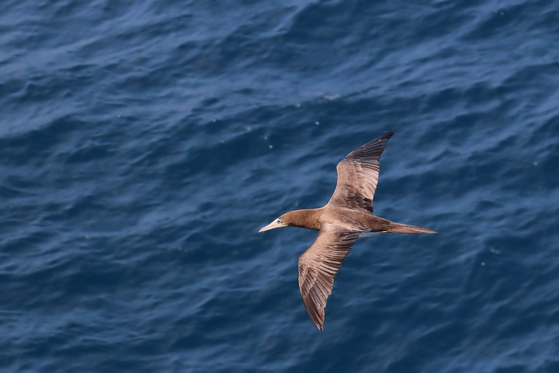 File:Brown booby Sula leucogaster in Flight 0609.jpg