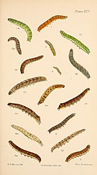 Figs .3, 3a, 3b, 3c larvae in various stages Buckler W The larvae of the British butterflies and moths PlateXCV.jpg