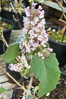 Buddleja tibetica 1.jpg