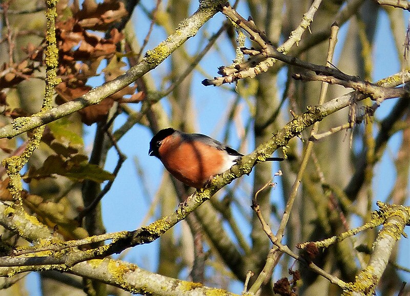File:Bullfinch, Bishops Frome, Herefordshire (51811989021).jpg
