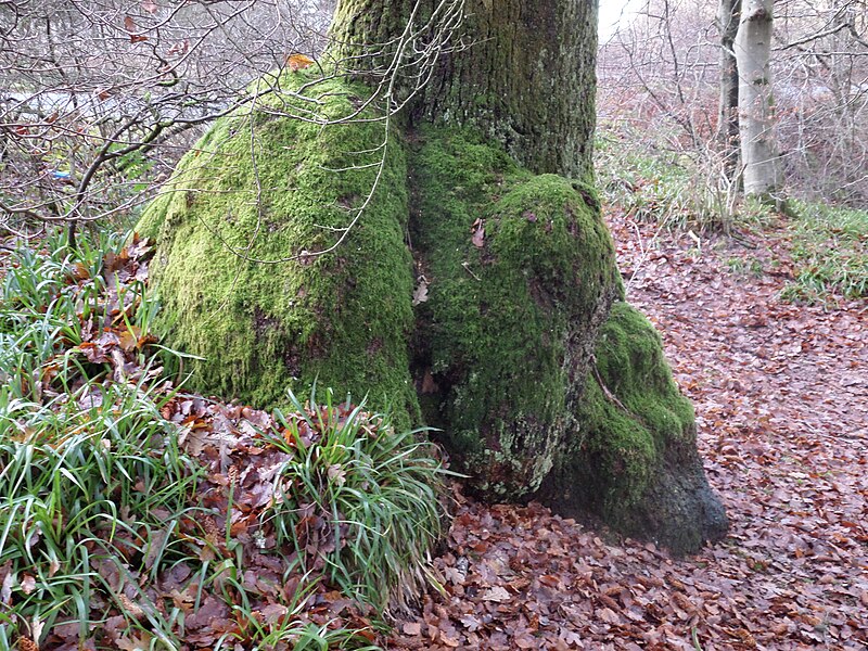 File:Burrs and moss sock on oak at River Nith near Eliock Bridge, Mennock, Dumfries & Galloway, Scotland.jpg