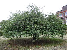 Isaac Newton's apple tree - Wikipedia