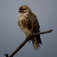 Buteo japonicu s1.jpg 