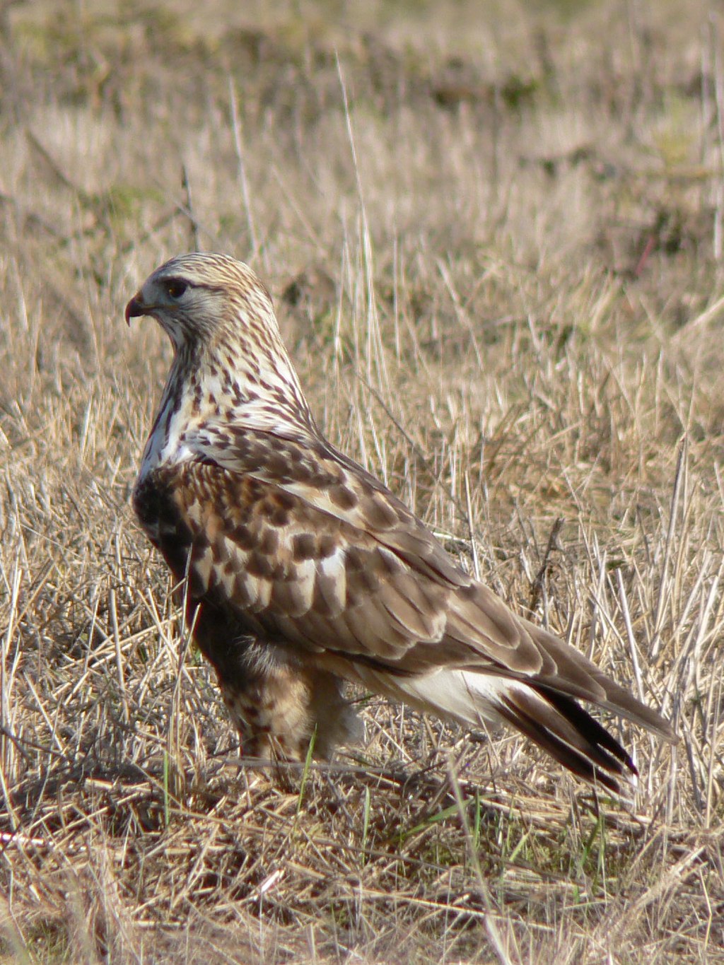 Rough-legged Buzzard (Buteo lagopus)