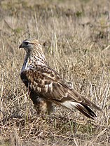   Buteo lagopus