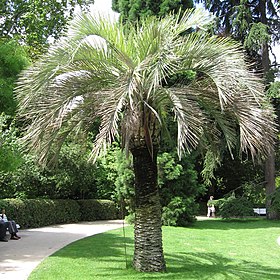 Butia capitata