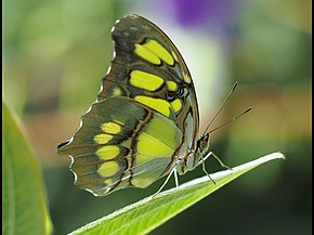 Descrição da imagem da borboleta (14394777619) .jpg.