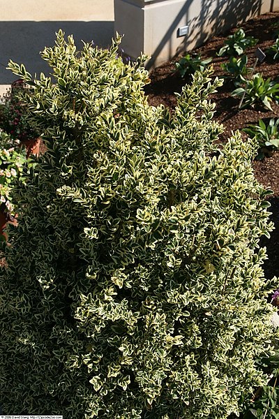 File:Buxus sempervirens Variegata 1zz.jpg